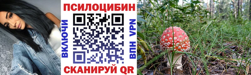 блэк спрут ссылки Белгород Галлюциногенные грибы Psilocybine cubensis